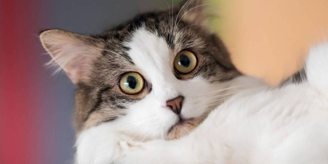 Hem sempatik hem umursamazlar! Kedi sahipleri artık üzülmeyin: “Anlamıyor değil sadece umursamıyor” 4